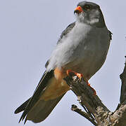 Amur Falcon