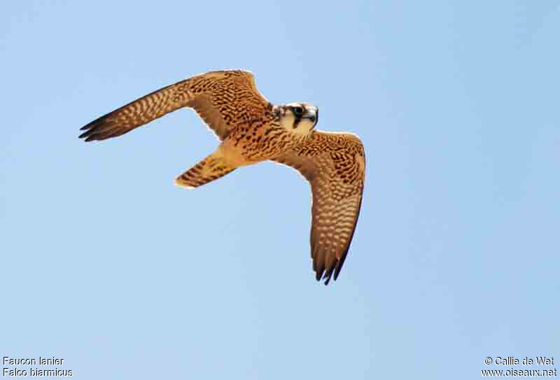 Lanner Falconimmature