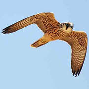 Lanner Falcon