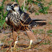 Lanner Falcon