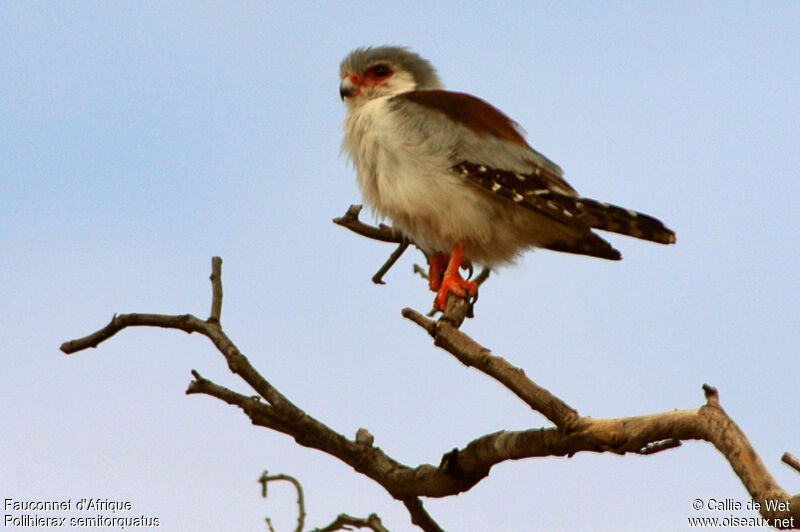 Pygmy Falcon female