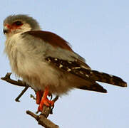 Pygmy Falcon