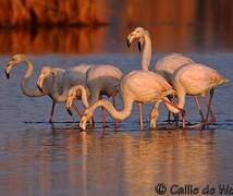 Lesser Flamingo