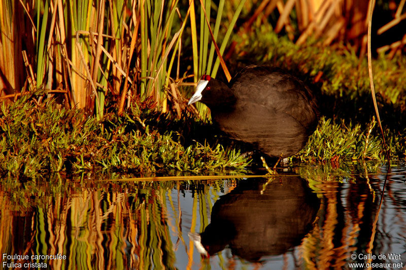 Red-knobbed Cootadult breeding