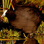 Red-knobbed Coot