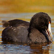 Red-knobbed Coot