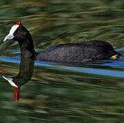 Red-knobbed Coot