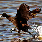 Red-knobbed Coot