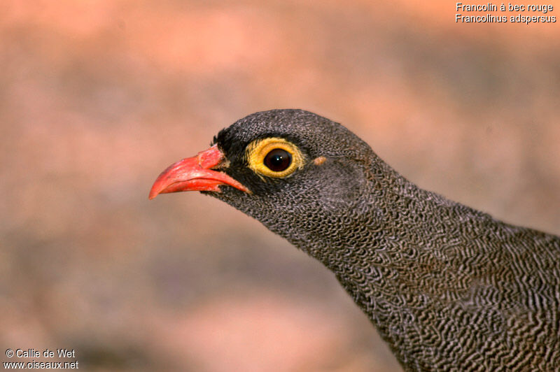 Red-billed Spurfowladult