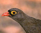 Francolin à bec rouge