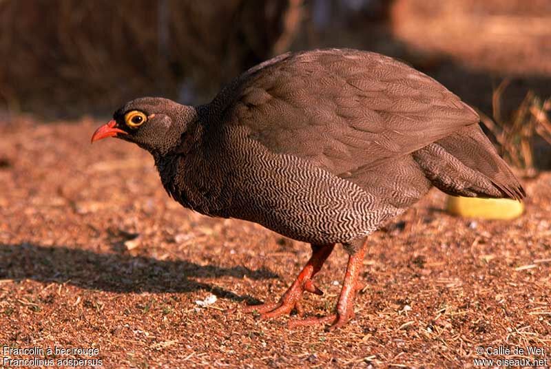 Red-billed Spurfowladult