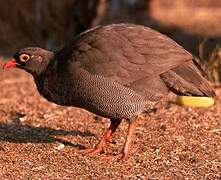 Francolin à bec rouge