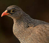 Red-billed Spurfowl