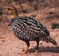 Coqui Francolin