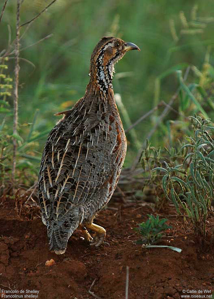 Francolin de Shelleyadulte