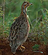 Francolin de Shelley