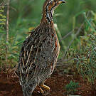 Francolin de Shelley