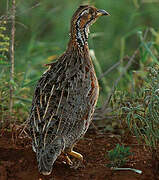 Francolin de Shelley