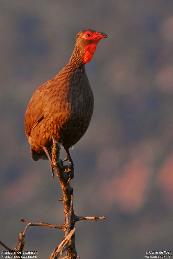 Francolin de Swainson mâle adulte