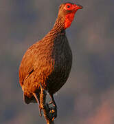 Swainson's Spurfowl