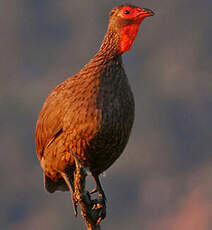 Francolin de Swainson