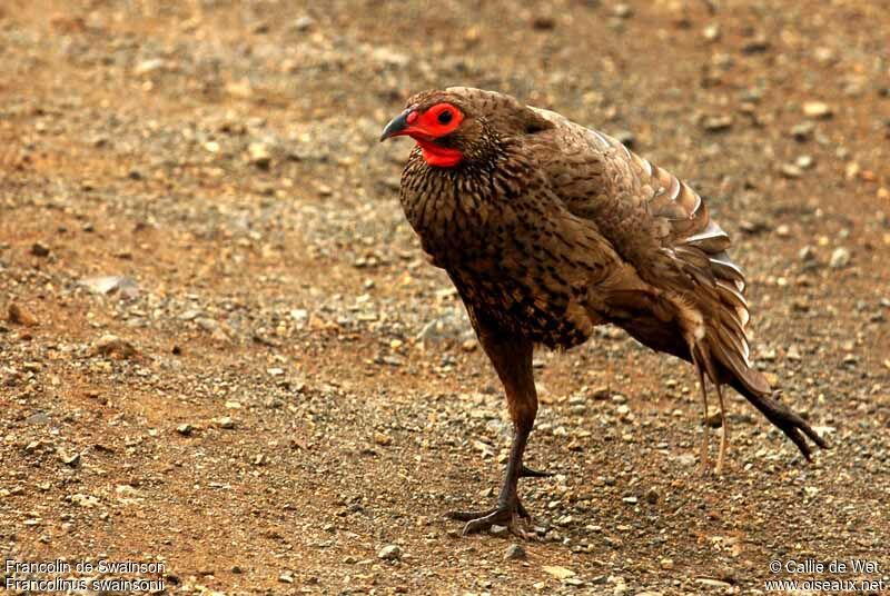 Francolin de Swainson mâle adulte