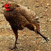 Swainson's Spurfowl