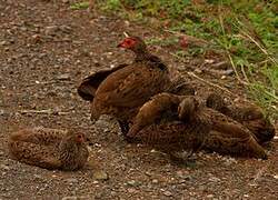 Swainson's Spurfowl