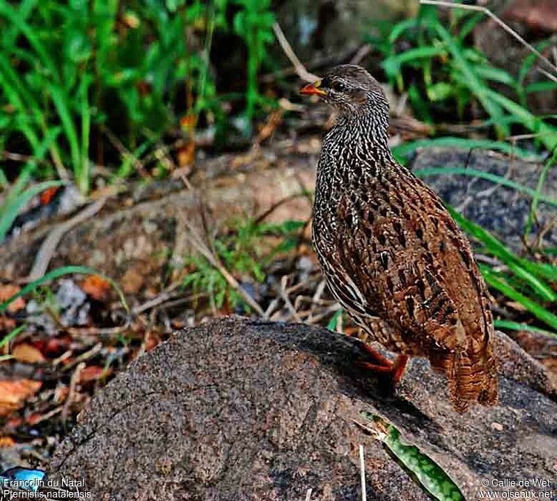 Francolin du Natal mâle adulte