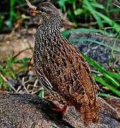 Francolin du Natal