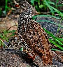 Francolin du Natal