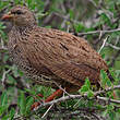 Francolin du Natal