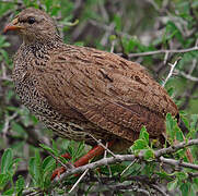 Francolin du Natal