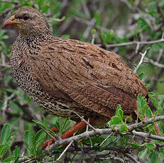 Francolin du Natal