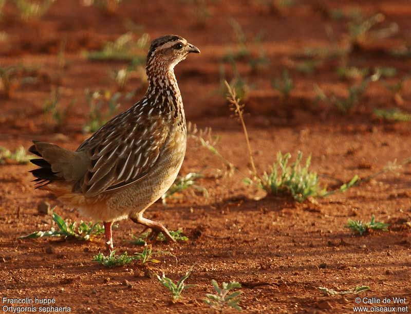 Francolin huppéadulte