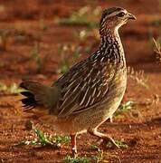 Crested Francolin