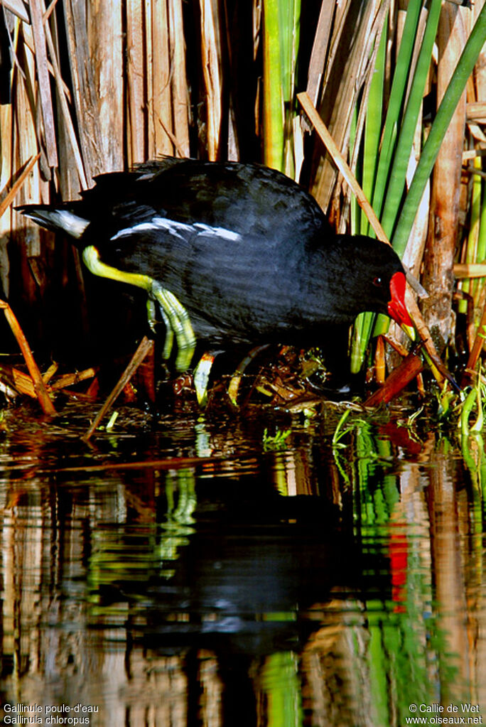 Gallinule poule-d'eau