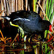 Gallinule poule-d'eau