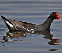 Common Moorhen