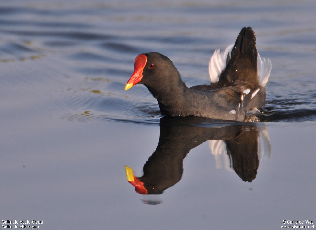 Gallinule poule-d'eauadulte