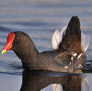 Gallinule poule-d'eau