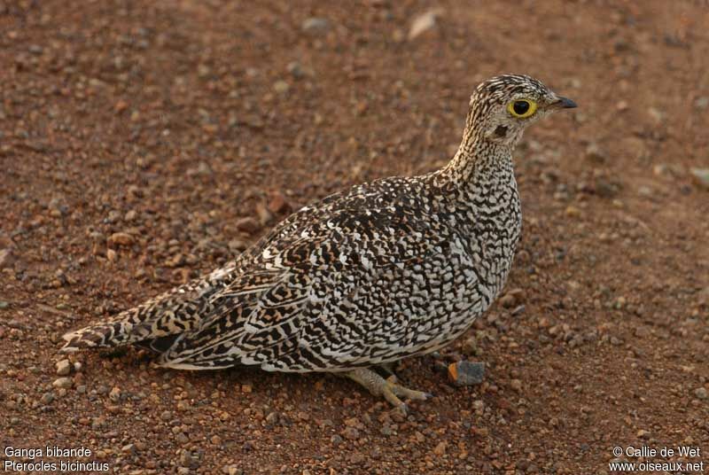 Double-banded Sandgrouse female