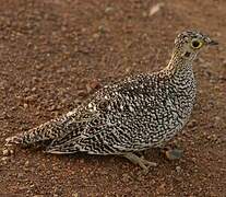 Double-banded Sandgrouse