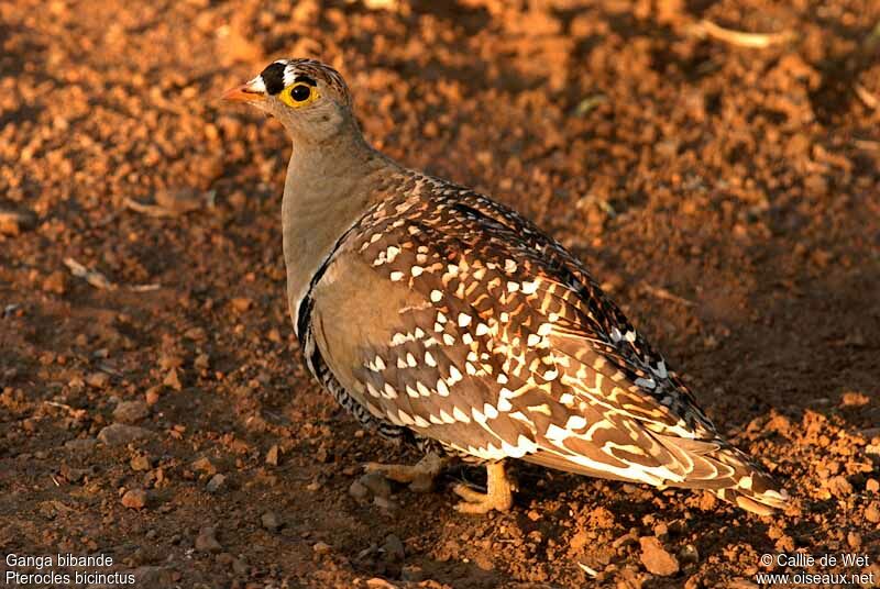 Double-banded Sandgrouse male