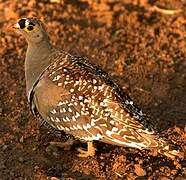 Double-banded Sandgrouse