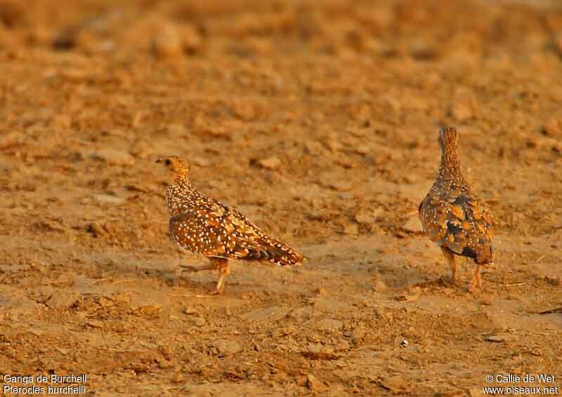 Burchell's Sandgrouse 