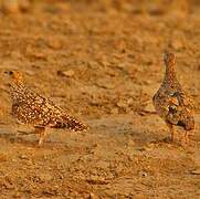 Burchell's Sandgrouse