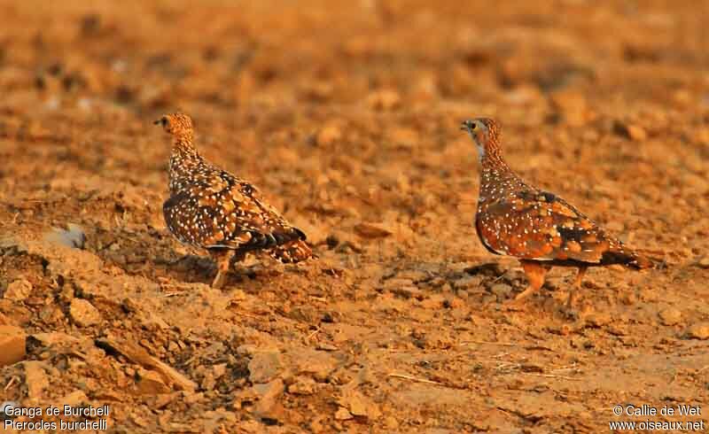 Burchell's Sandgrouse 