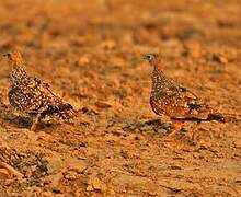 Burchell's Sandgrouse