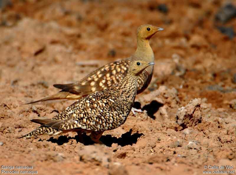 Namaqua Sandgrouse adult